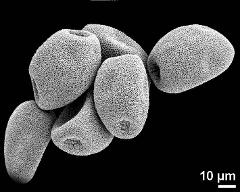 dry pollen grains