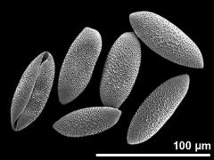 dry pollen grains