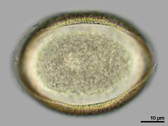 polar view,hydrated pollen