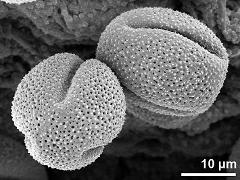 dry pollen grains