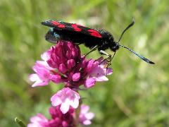 flowers of Anacamptis pyramidalis (with Zygaena filipendulae)