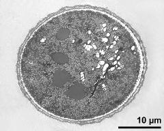 pollen grain in cross section