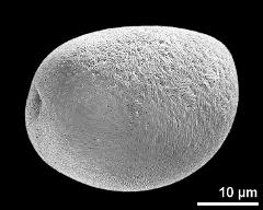 polar proximal view (oblique)