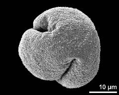 polar view (dry pollen grain)