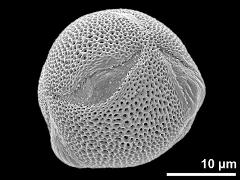 abnormal pollen grain