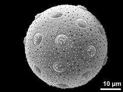 hydrated pollen grain