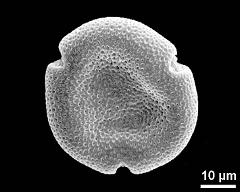 polar view of dry pollen grain