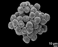 dry pollen grains