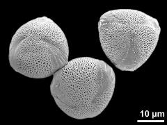 hydrated pollen grains