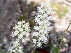 inflorescence(s)