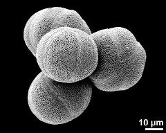 hydrated pollen grains