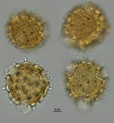 hydrated pollen