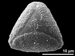 hydrated pollen grain