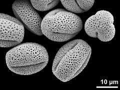 dry pollen grains