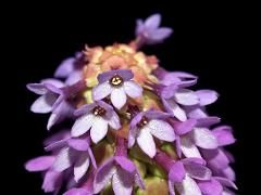 flowers of Primula vialii