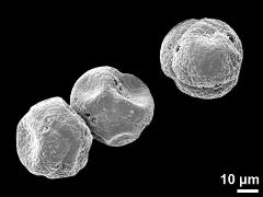 dry tetrads