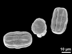 dry pollen grains