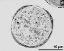 pollen grain in cross section