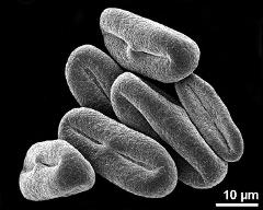 dry pollen grains