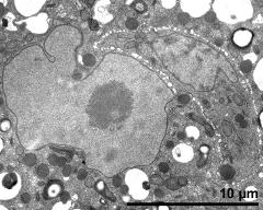 vegetative nucleus (left) and generative cell (right)