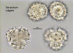 hydrated pollen