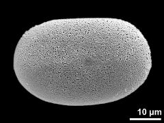 polar proximal view