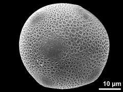 hydrated pollen grain