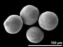 hydrated pollen grains