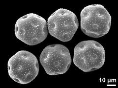 dry pollen grains