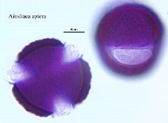 hydrated pollen