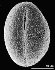 dry pollen grain in equatorial view