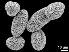 dry pollen grains