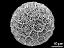 hydrated pollen grain