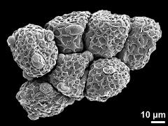 dry pollen grains