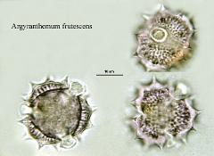 hydrated pollen