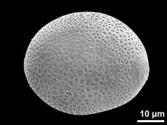 hydrated pollen grain