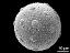 hydrated pollen grain