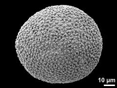 hydrated pollen grain