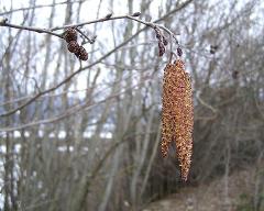 inflorescence(s)