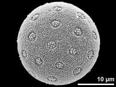 hydrated pollen grain