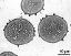 pollen grains in cross section