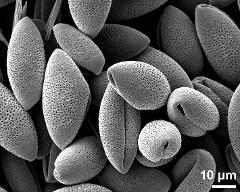 dry pollen grains