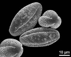 dry pollen grains