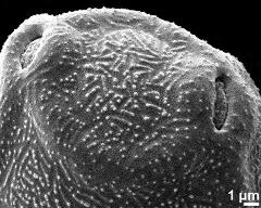 arci connecting apertures