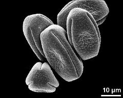 dry pollen grains