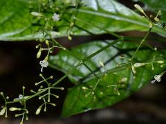 inflorescence(s)