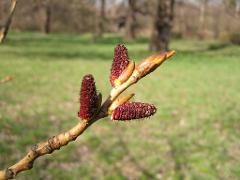 inflorescence(s)