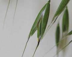 flowers of Avena sativa