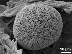 hydrated pollen