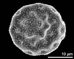 dry pollen grain